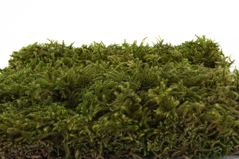 Star Moss Preserved - Box - Green