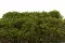 Star Moss stabilizzato (Scatola) 1
