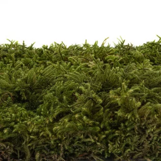 Star Moss stabilis&eacute;e (Bo&icirc;te)