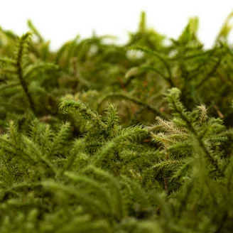 Preserved Star Moss (Box)
