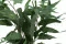 Eucalyptus Willow stabilis&eacute; 2
