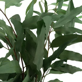 Konservierter Willow-Eukalyptus