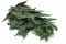 Eucalipto Willow stabilizzato 7