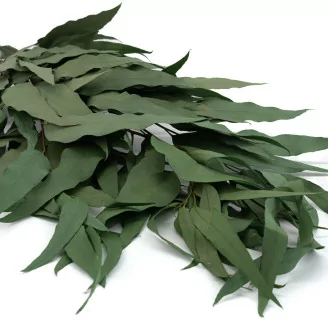 Eucalyptus Willow stabilis&eacute;