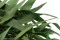 Eucalyptus Willow stabilis&eacute; 5