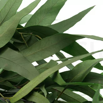 Eucalipto Willow stabilizzato