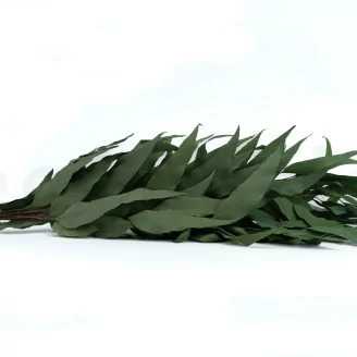 Eucalipto Willow stabilizzato