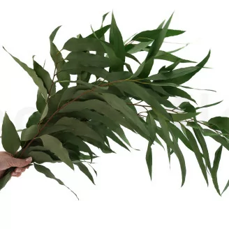 Eucalyptus Willow stabilis&eacute;
