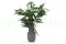 Konservierter Willow-Eukalyptus 3