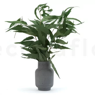 Eucalyptus Willow stabilis&eacute;