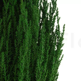 Preserved Cypress