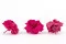 Rose Sauvage stabilis&eacute;e Fuchsia (x12) 3