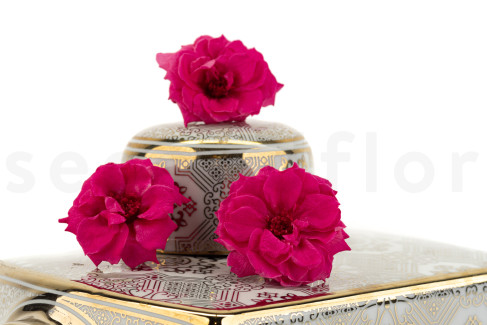 Rosa Silvestre Preservada - Caja de 12 - Fucsia