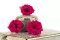 Rosa Silvestre preservada Fucsia (x12) 1