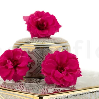 Preserved Wild Rose Fuchsia (x12)