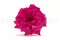 Konservierte Wildrosa Fuchsia (x12) 5
