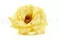 Preserved Wild Rose Yellow (x12) 5