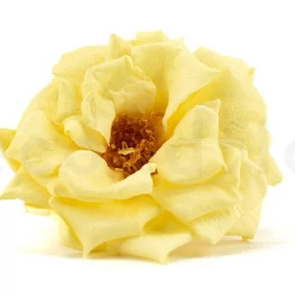 Rosa Silvestre preservada Amarillo (x12)