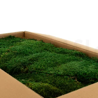 Mousse Plate stabilis&eacute;e (Carton)
