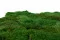 Preserved Flat Moss (Bulk Box) 5