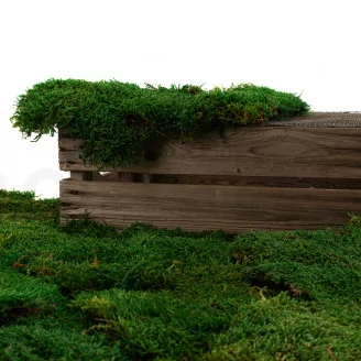 Preserved Flat Moss (Bulk Box)