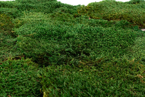 Muschio piatto stabilizzato - Cartone sfuso - Verde