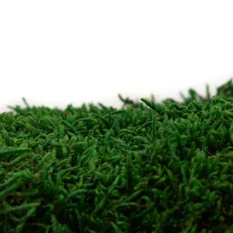 Preserved Flat Moss (Bulk Box)