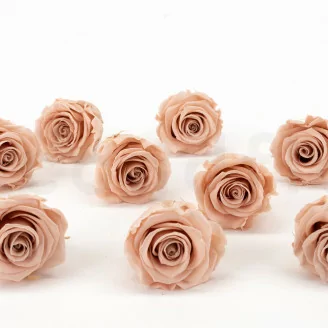 Rose stabilis&eacute;e L Antique Pink - Vrac (x378)