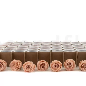 Konservierte Rose L Antique Pink - Gro&szlig;packung (x378)