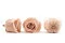 Rosa preservada L Antique Pink - Granel (x378) 5