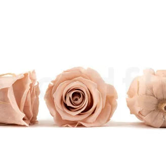 Rosa stabilizzata L Antique Pink - Grande formato (x378)