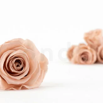 Rose stabilis&eacute;e L Antique Pink - Vrac (x378)
