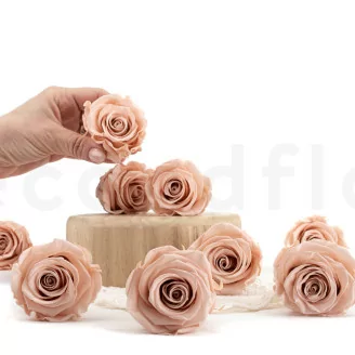 Rosa stabilizzata L Antique Pink - Grande formato (x378)