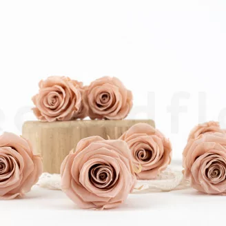 Rosa stabilizzata L Antique Pink - Grande formato (x378)
