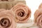 Preserved Rose L Antique Pink - Bulk (x378) 2
