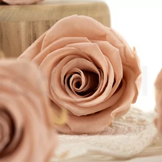 Rosa stabilizzata L Antique Pink - Grande formato (x378)