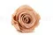Rose stabilis&eacute;e L Antique Pink - Vrac (x378) 10