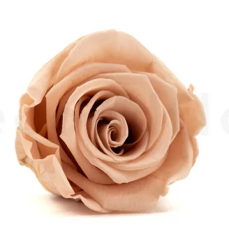 Rose stabilis&eacute;e L Antique Pink - Vrac (x378)