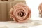 Rosa preservada L Antique Pink - Granel (x378) 11