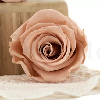 Rosa stabilizzata L Antique Pink - Grande formato (x378)