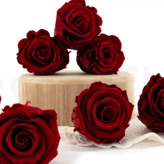 Rosa preservada XL Burdeos - Granel (x252)