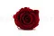 Rose stabilis&eacute;e XL Bordeaux - Vrac (x252) 11