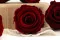 Rosa stabilizzata XL Bordeaux - Grande formato (x252) 8