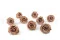Preserved Rose L Nude - Bulk (x378) 8