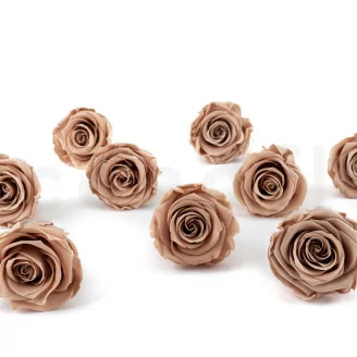 Rosa stabilizzata L Nude - Grande formato (x378)