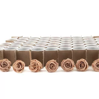Konservierte Rose L Nude - Gro&szlig;packung (x378)