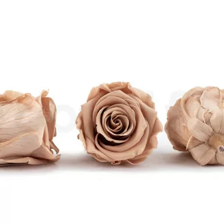 Rosa stabilizzata L Nude - Grande formato (x378)