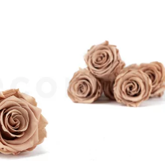 Rosa stabilizzata L Nude - Grande formato (x378)