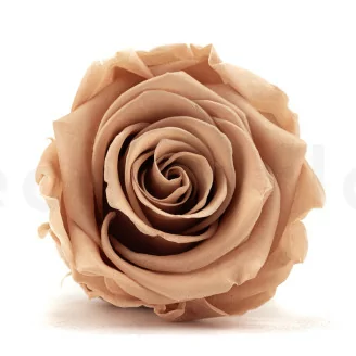 Preserved Rose L Nude - Bulk (x378)