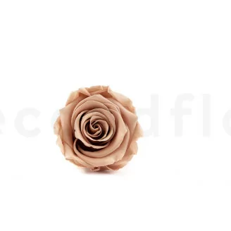 Konservierte Rose L Nude - Gro&szlig;packung (x378)
